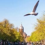 vogel vliegt boven amsterdam