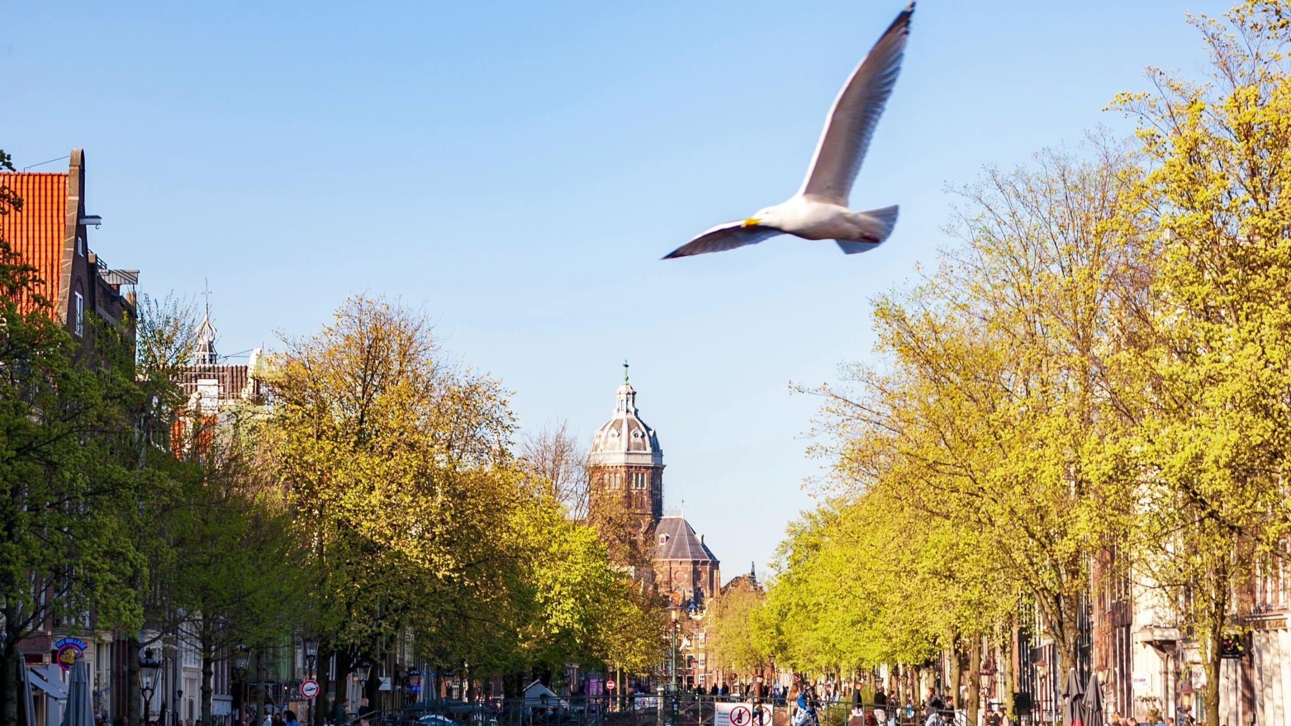 vogel vliegt boven amsterdam